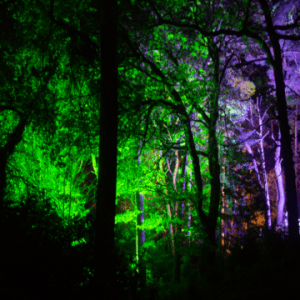 Core Lighting Uplighters being used in the trees of Sheringham park to create effects
