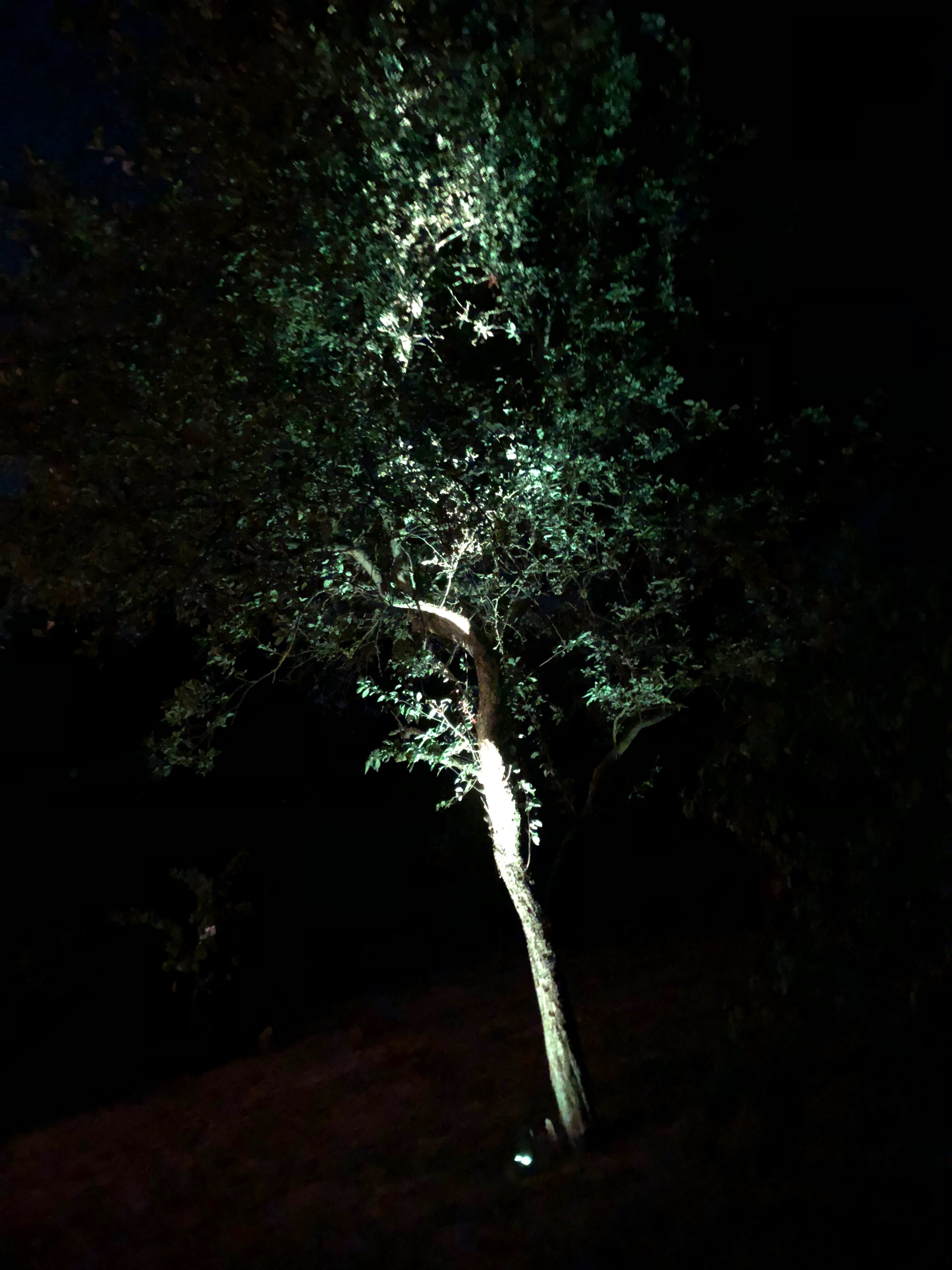 Aureole illuminating a tree